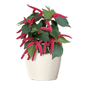 Acalifa flower عکس انواع گل آپارتمانی با اسم