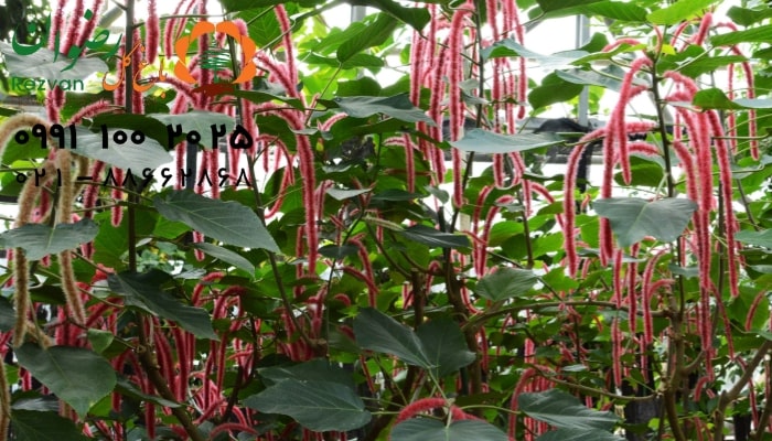 عکس انواع گل آپارتمانی با اسم گیاه آکالیفا