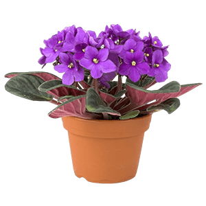 African violet flower عکس انواع گل آپارتمانی با اسم