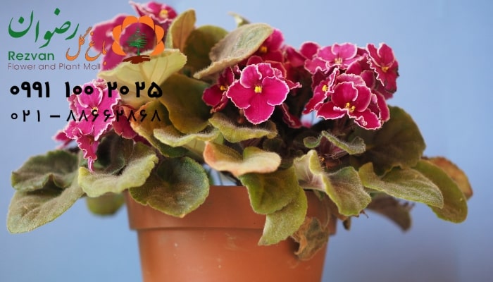 عکس انواع گل آپارتمانی با اسم بنفشه آفریقایی