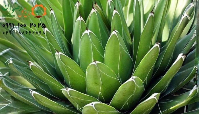عکس انواع گل آپارتمانی با اسم گیاه آگاو