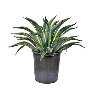 Agave plant عکس انواع گل آپارتمانی با اسم