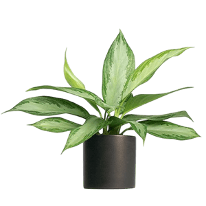 Aglaonema plant گیاه آگلونما