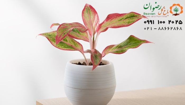 عکس انواع گل آپارتمانی با اسم آگلونما