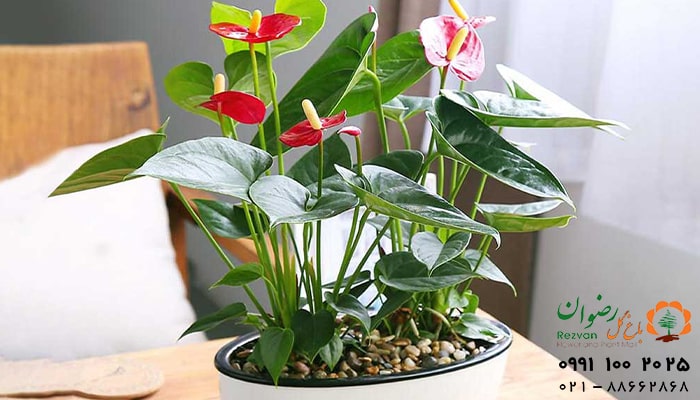 عکس انواع گل آپارتمانی با اسم آنتوریوم