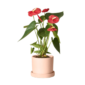 Anthurium آنتوریوم