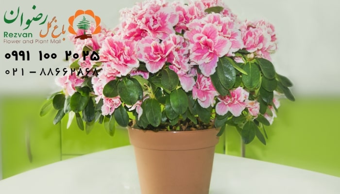 عکس انواع گل آپارتمانی با اسم گیاه آزالیا