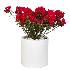 Azalea plant عکس انواع گل آپارتمانی با اسم