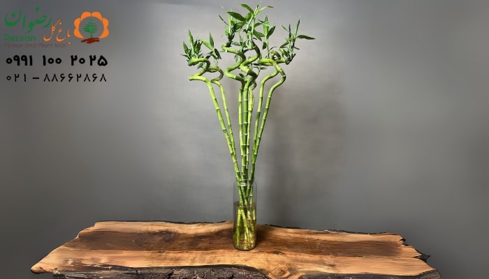 عکس انواع گل آپارتمانی با اسم گیاه بامبو
