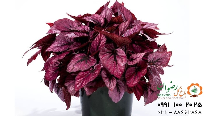 عکس انواع گل آپارتمانی با اسم گل بگونیا