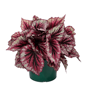 Begonia بگونیا