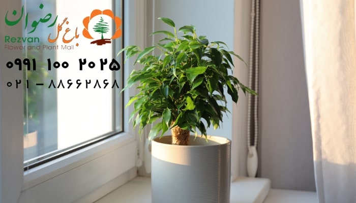 عکس انواع گل آپارتمانی با اسم بنجامین