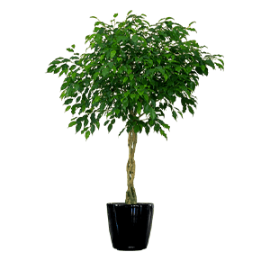 Benjamin’s flower گل بنجامین