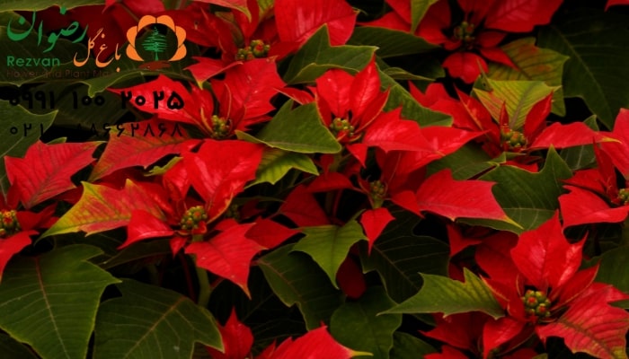 عکس انواع گل آپارتمانی با اسم گیاه بنت قنسول