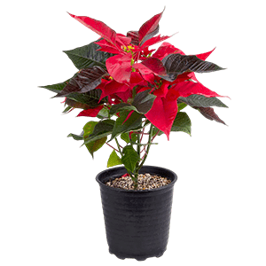 Bent consul plant گیاه بنت قنسول