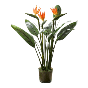 Bird of paradise پرنده بهشتی