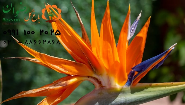 عکس انواع گل آپارتمانی با اسم پرنده بهشتی
