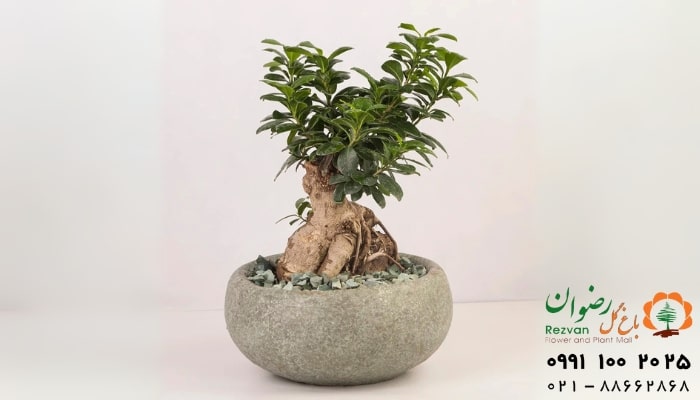 عکس انواع گل آپارتمانی با اسم بونسای