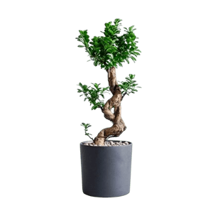 Bonsai گل بونسای
