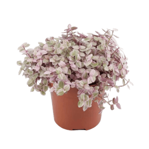 Callisia flower عکس انواع گل آپارتمانی با اسم