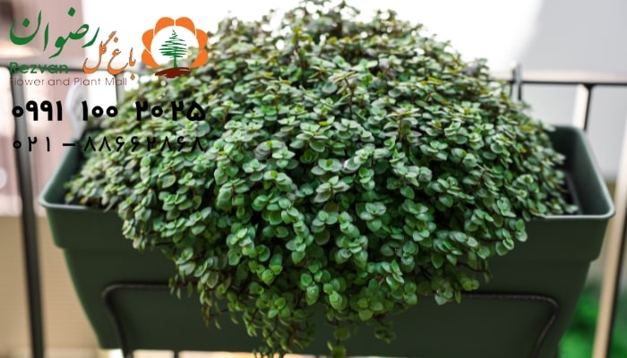 عکس انواع گل آپارتمانی با اسم گیاه کالیسیا