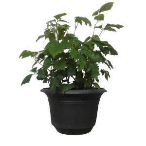 Cissus flower گل سیسوس