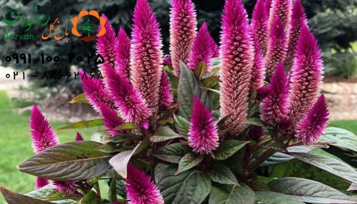 عکس انواع گل آپارتمانی با اسم گیاه تاج خروس