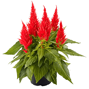 Cockscomb plant عکس انواع گل آپارتمانی با اسم