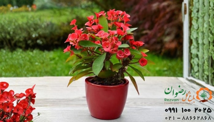 عکس انواع گل آپارتمانی با اسم گل مرجان