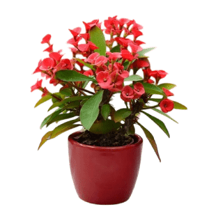 Coral flower عکس انواع گل آپارتمانی با اسم