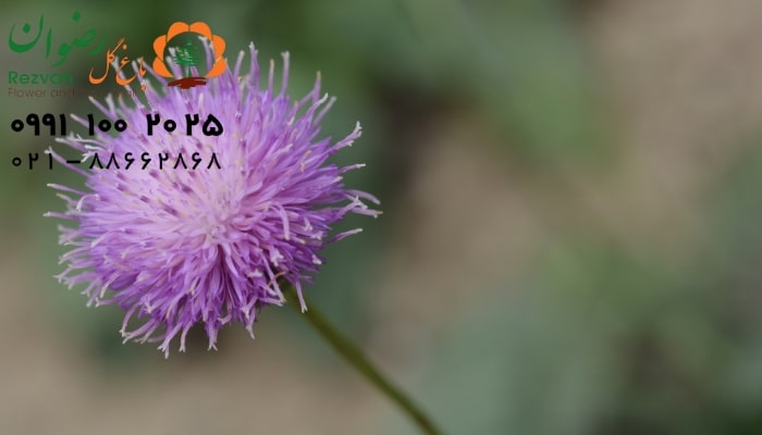 عکس انواع گل آپارتمانی با اسم گل گندمی