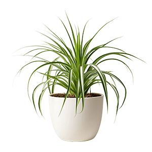 Cornflower گل گندمی