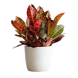 Croton کروتون