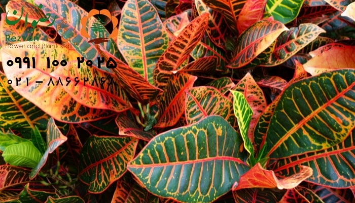 عکس انواع گل آپارتمانی با اسم کروتون