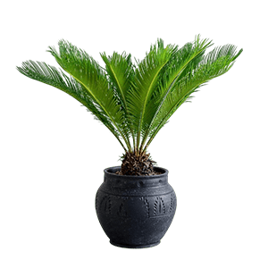 Cycad plant گیاه سیکاس