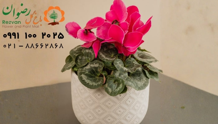 عکس انواع گل آپارتمانی با اسم گیاه سیکلامن