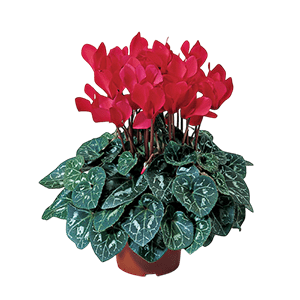 Cyclamen plant عکس انواع گل آپارتمانی با اسم