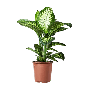 Dieffenbachia Camellia دیفن کاملیا