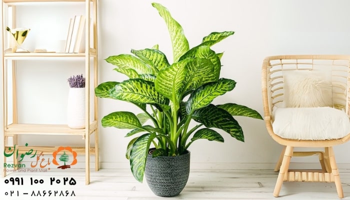 عکس انواع گل آپارتمانی با اسم دیفن باخیا