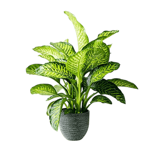 Dieffenbachia دیفن باخیا