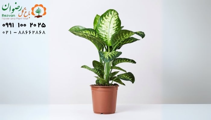 عکس انواع گل آپارتمانی با اسم دیفن کاملیا