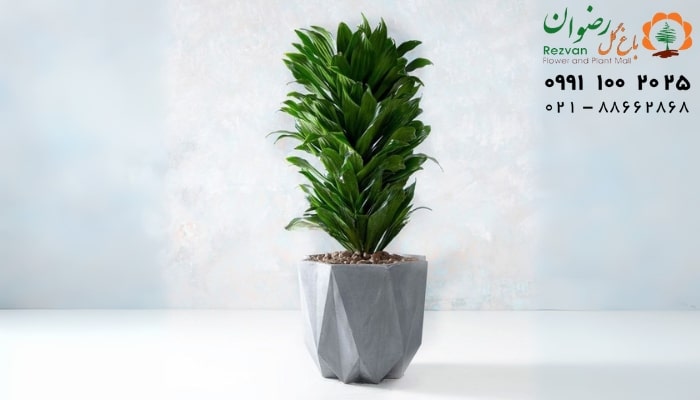 عکس انواع گل آپارتمانی با اسم گیاه دراسنا