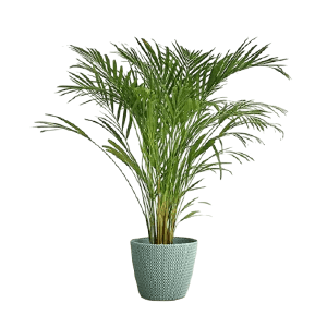 Erica palm نخل اریکا