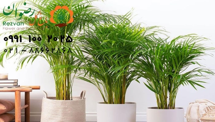 عکس انواع گل آپارتمانی با اسم نخل اریکا