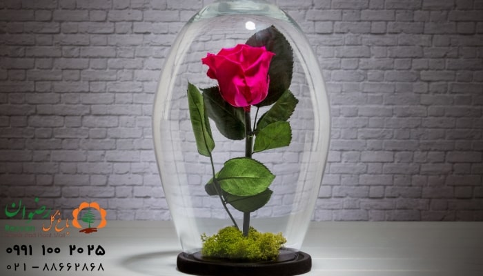 عکس انواع گل آپارتمانی با اسم رز جاودان