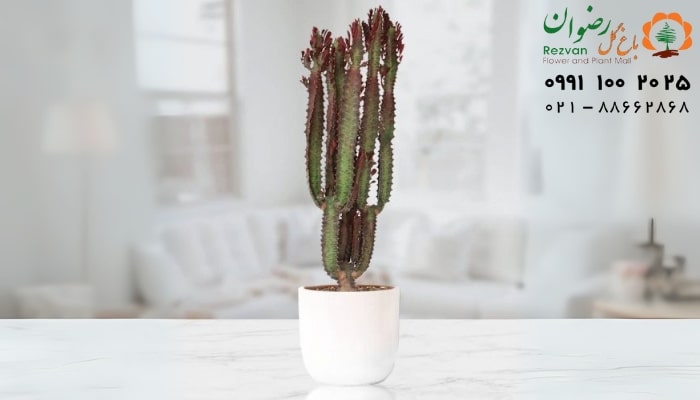 عکس انواع گل آپارتمانی با اسم گیاه افوربیا