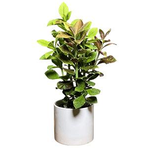 Ferdows flower گل فردوس