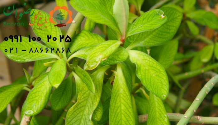 عکس انواع گل آپارتمانی با اسم گیاه فردوس