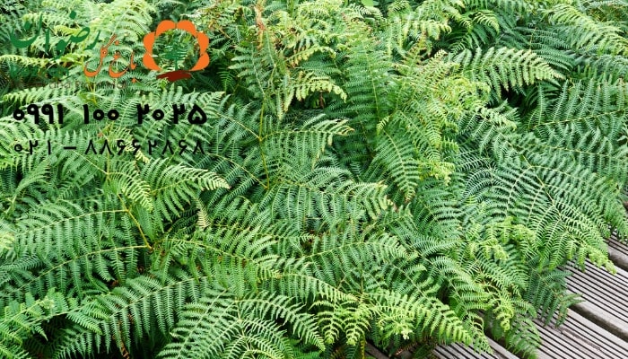 عکس انواع گل آپارتمانی با اسم گیاه سرخس