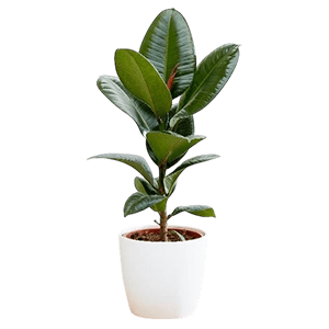 Ficus Plant گل فیکوس
